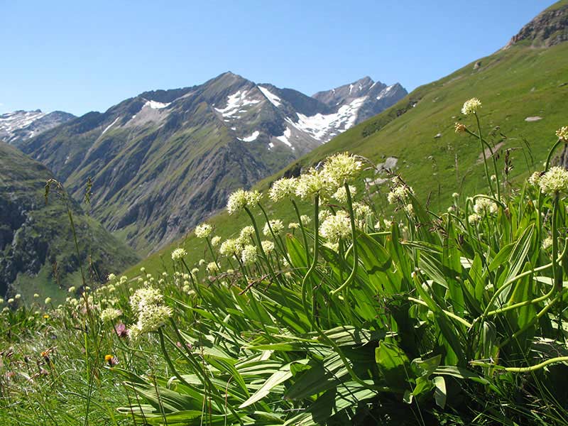 wiesbauerspitze